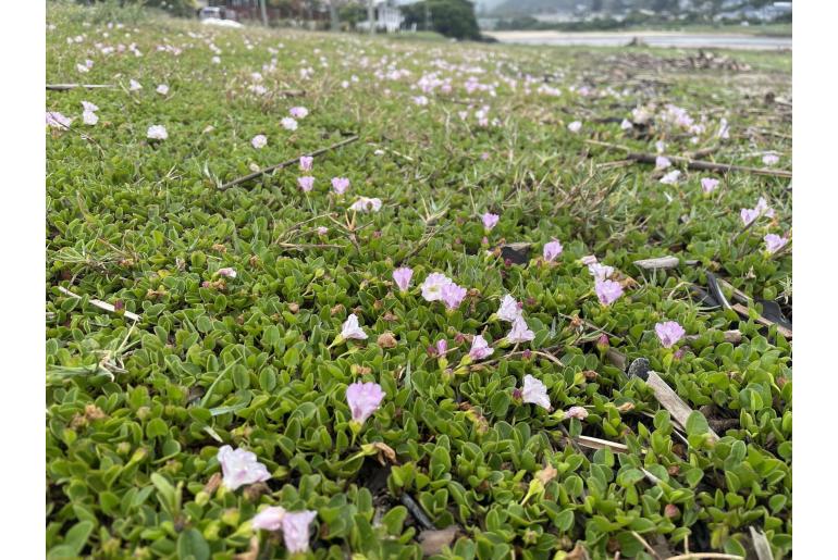 Falkia repens -5354