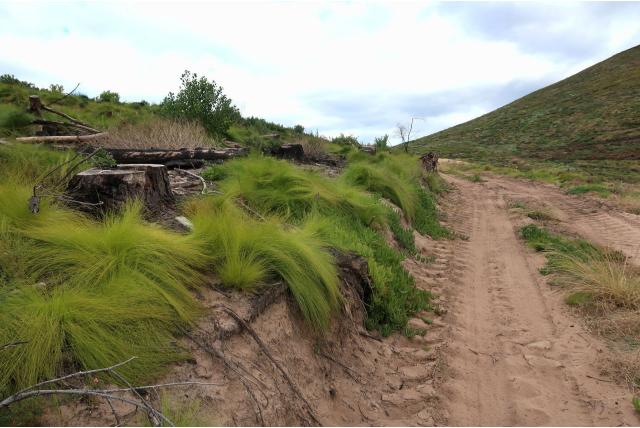 Scherpe ficinia Scherpe ficinia