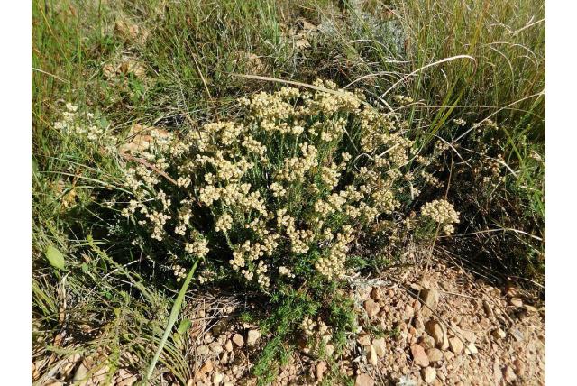 Strobloem met cilindrisch blad