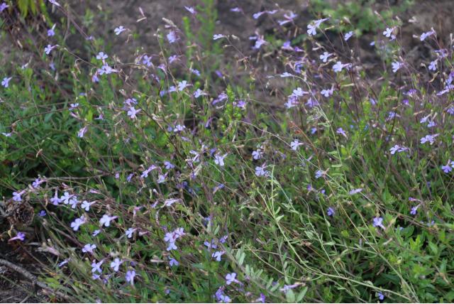 Verwaarloosde lobelia