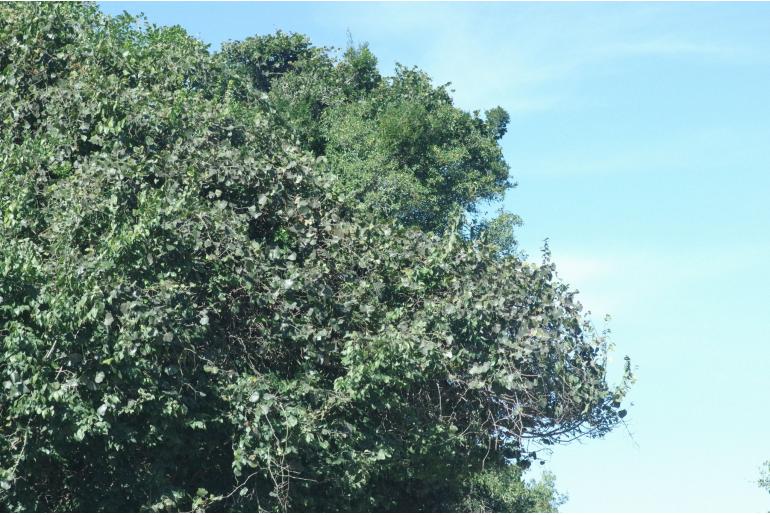 Rhoicissus tomentosa Rhoicissus tomentosa -5376