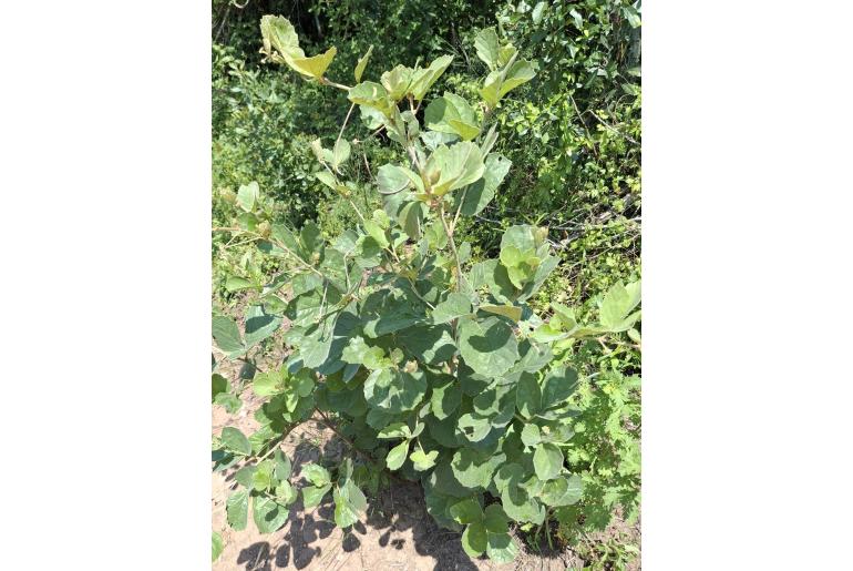 Rhoicissus tridentata Rhoicissus tridentata -5377