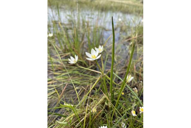 Watersterretje