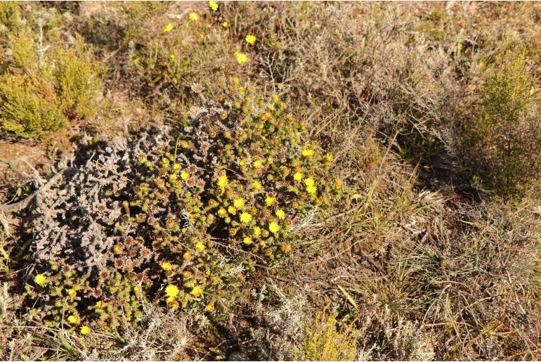 Oedera imbricata 5382