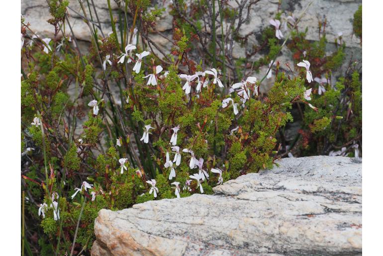 Pelargonium fruticosum -5385