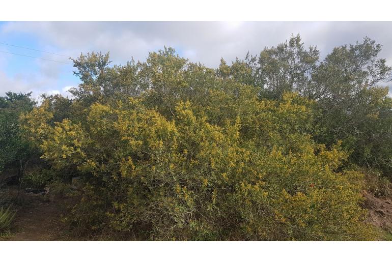 Searsia lucida -5392