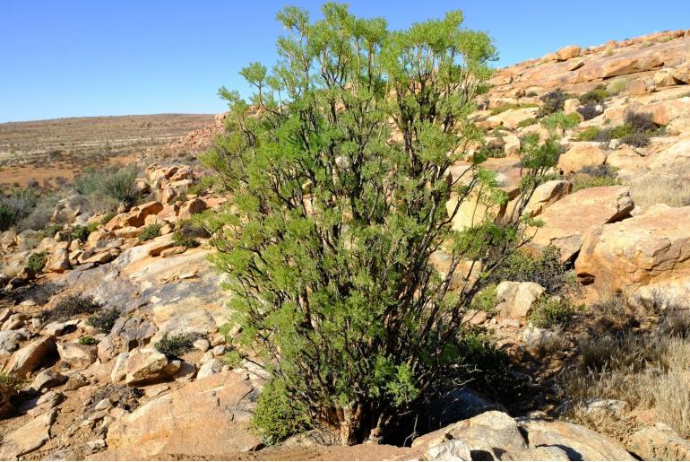 Othonna daucifolia -5402