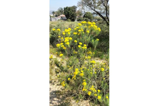 Euryops met linum blad