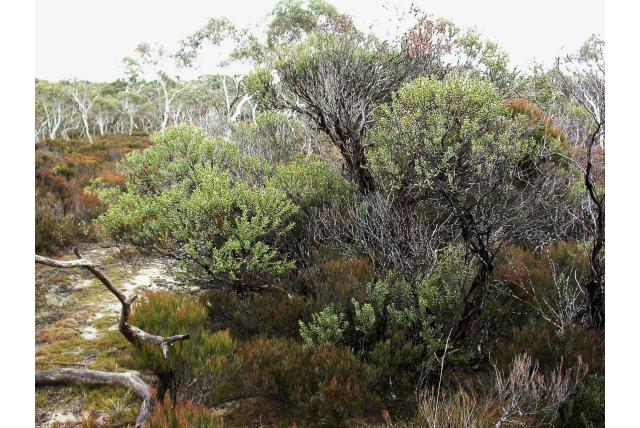 Mongarlowe Eucalyptus Mongarlowe Eucalyptus