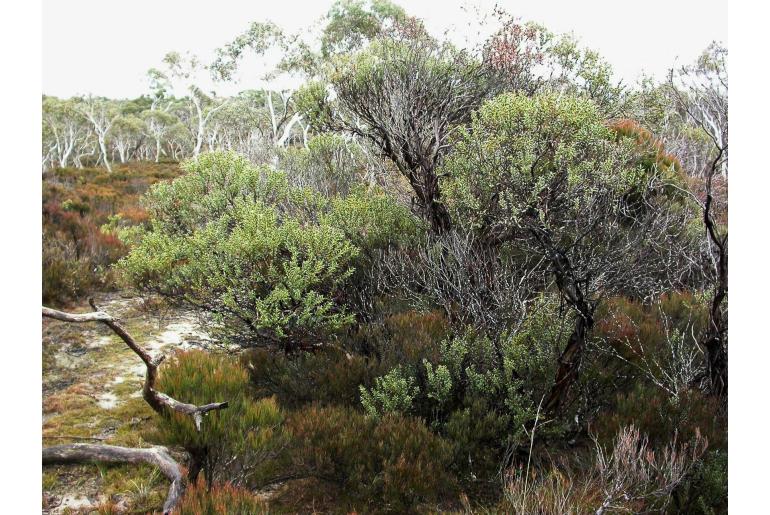 Eucalyptus recurva 5405