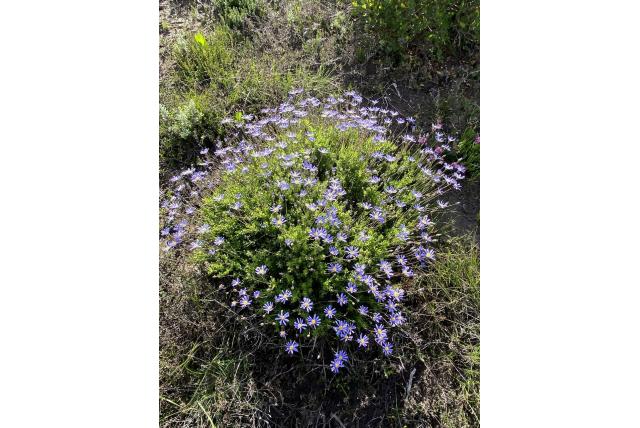 Wild astertje