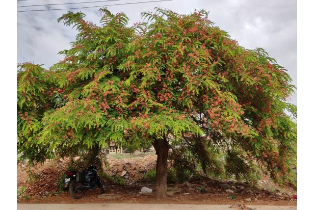 Roxburgh's Cassia