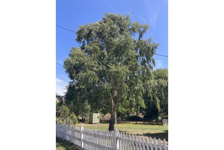 Betula pendula -5426