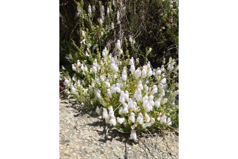 Antirrhinum hispanicum -5427