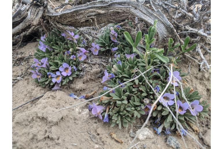 Penstemon yampaensis 5430