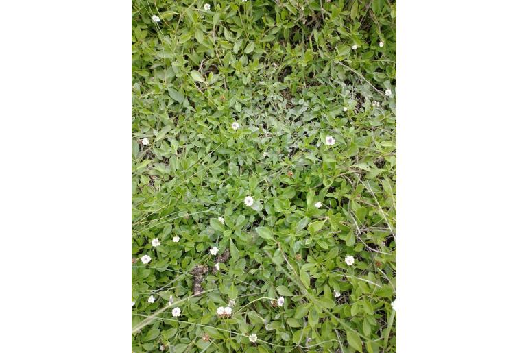 Phyla nodiflora -5433