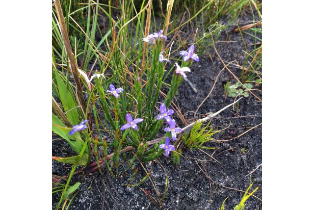 Fijn geveerde Gnidia