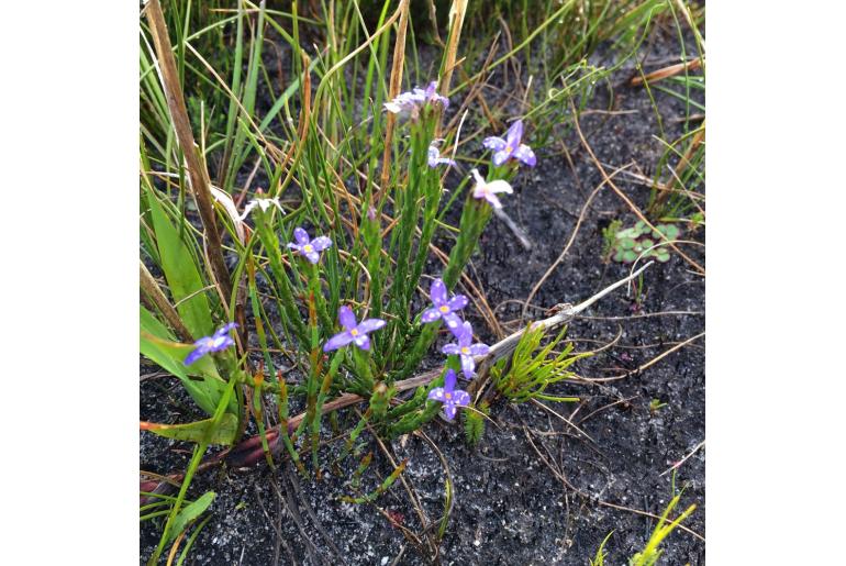 Gnidia penicillata&nbsp;5434