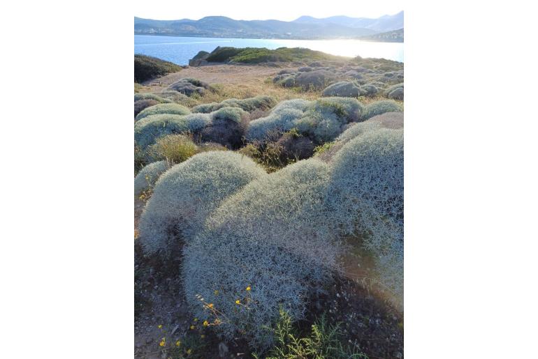 Centaurea spinosa -5436