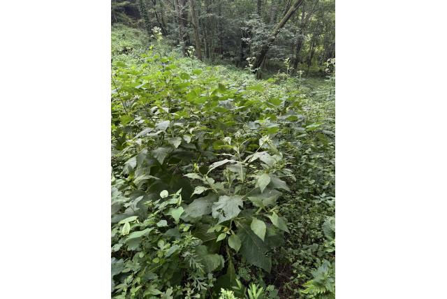 Groot hoofd carpesium