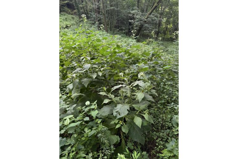 Carpesium macrocephalum&nbsp;5443