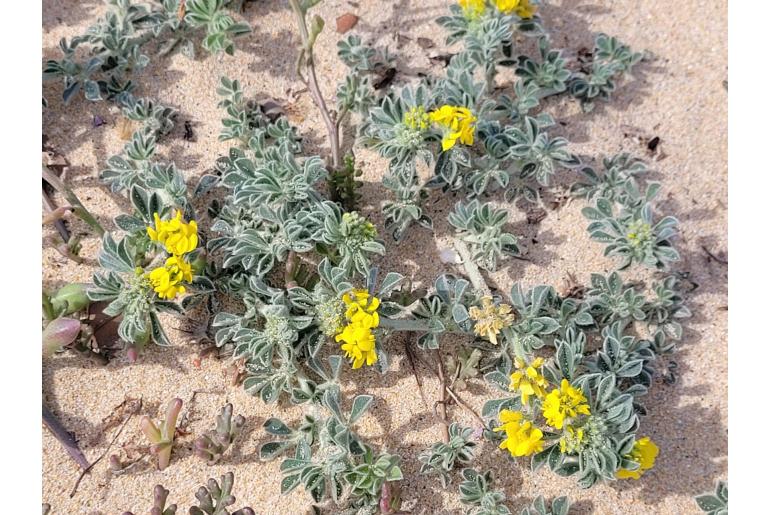 Medicago marina -5450