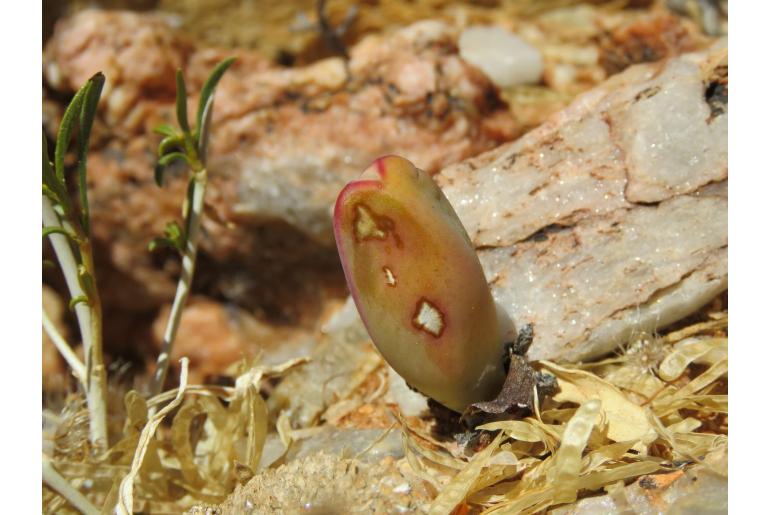 Conophytum bilobum ssp altum 5453