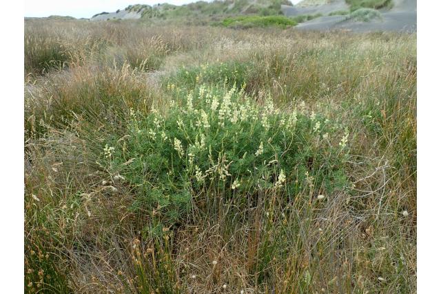Boomlupine