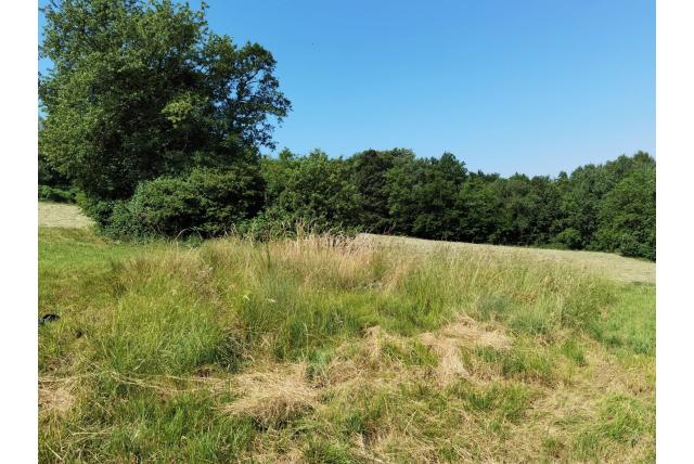 Blauwe zegge