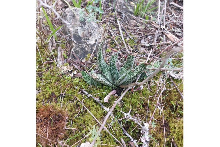 Gasteria carinata var verrucosa -5488