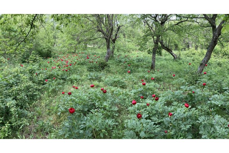 Paeonia peregrina&nbsp;5489