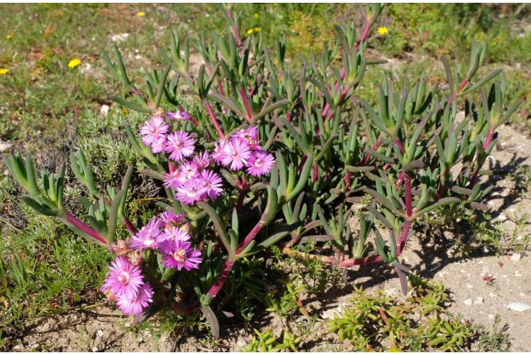 Ruschia langebaanensis -5493