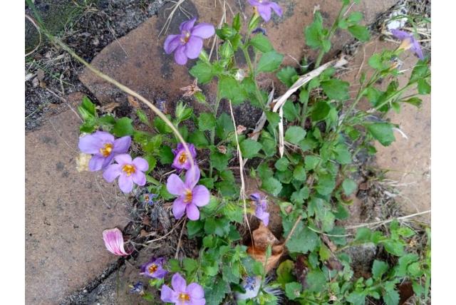 Bacopa