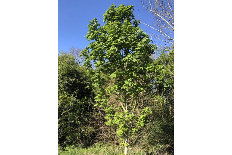 Aesculus hippocastanum -5504