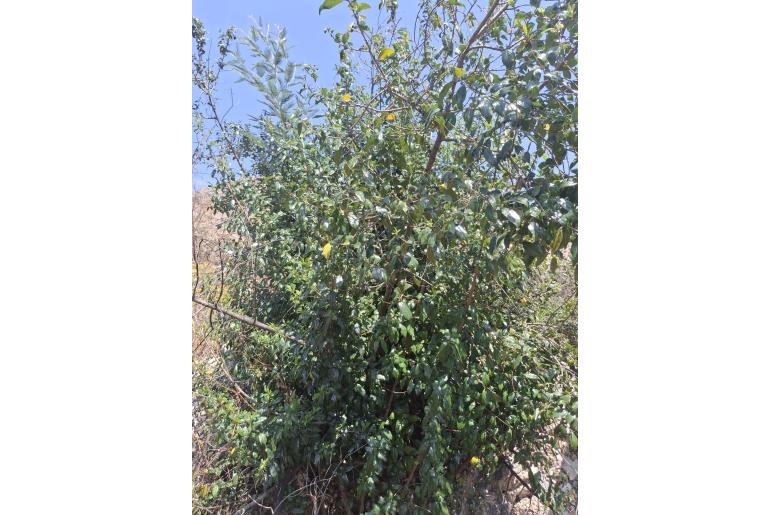 Rhamnus prinoides&nbsp;5506