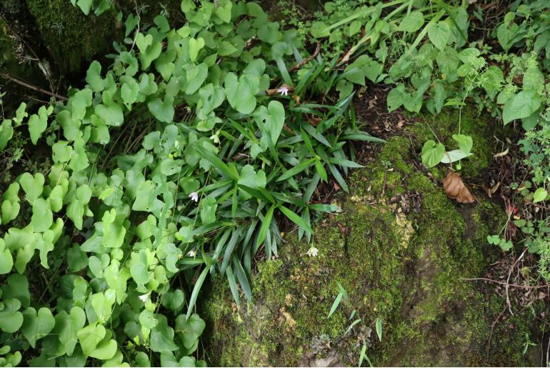 Dioscorea sylvatica -5510