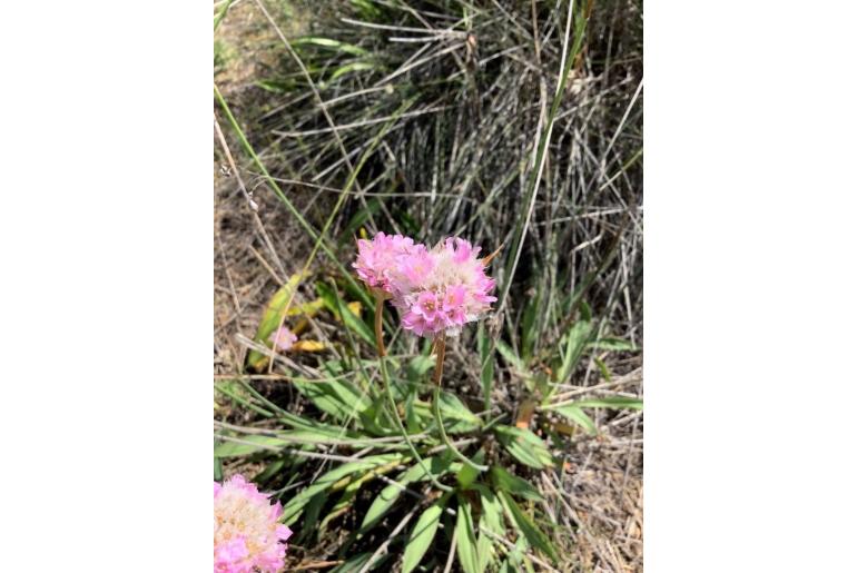 Armeria gaditana -5515