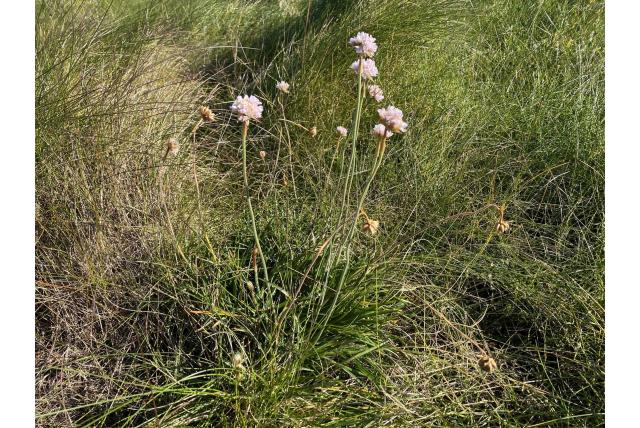 Engels gras