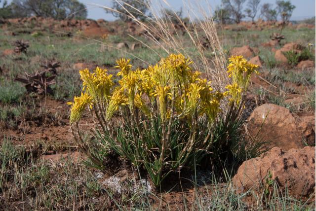 Dame van het huis aloë