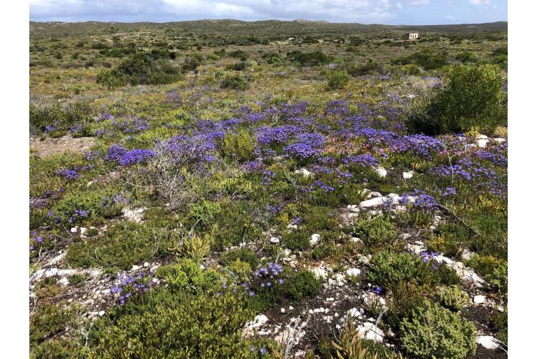 Felicia ebracteata&nbsp;5522