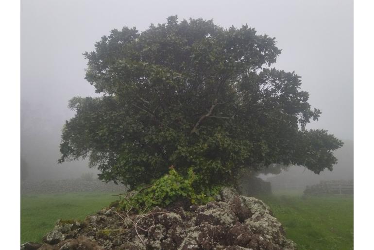 Laurus azorica&nbsp;5526