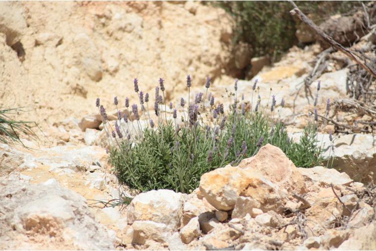 Lavandula dentata -5527