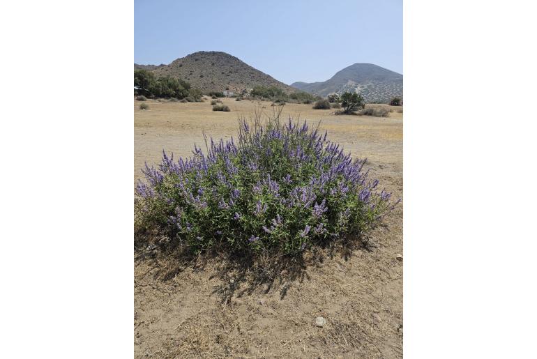 Vitex agnus-castus -5538