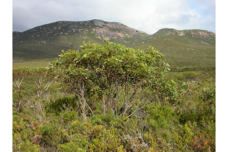 Eucalyptus semiglobosa 5546