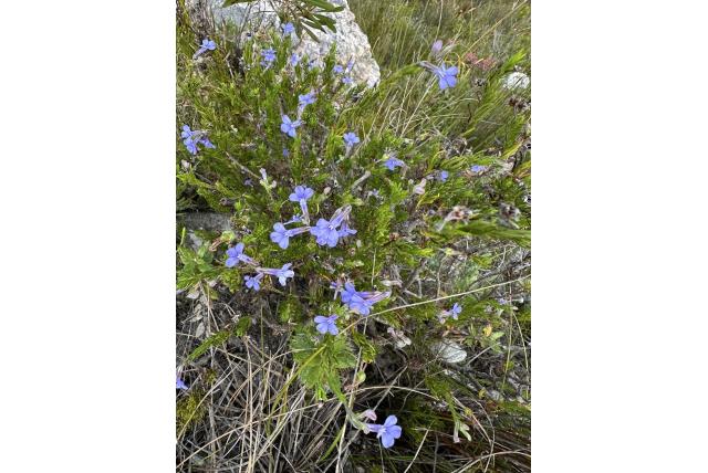 Pijnboombladige lobelia