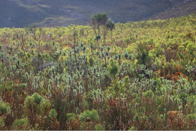 Osmitopsis asteriscoides 5549