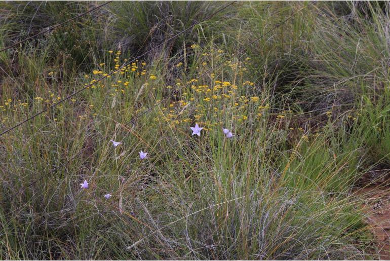 Wahlenbergia rivularis 5550