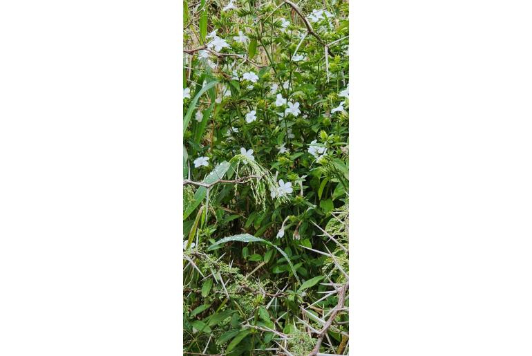 Barleria elegans -5557