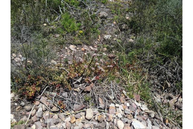 Rood gestamde crassula