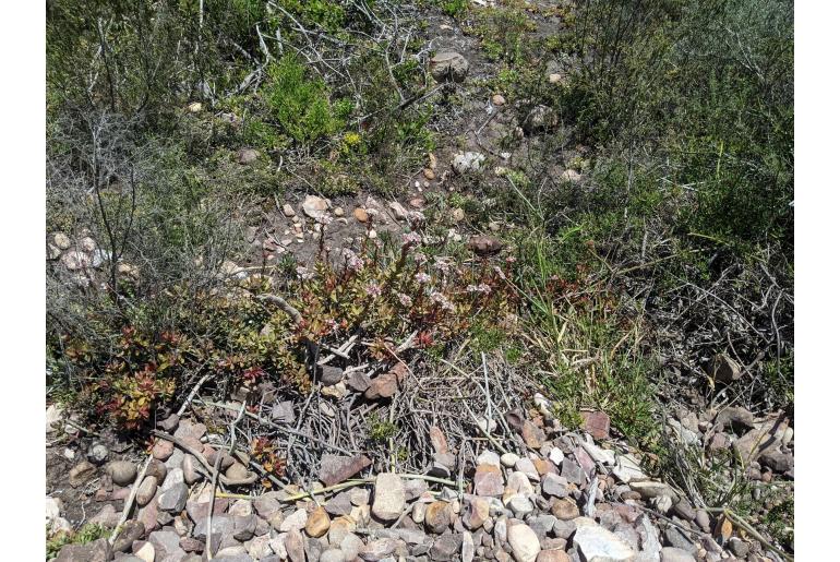 Crassula rubricaulis 5559